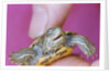 Small Turtle by Anonymous