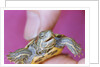 Small Turtle by Anonymous
