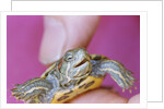 Small Turtle by Anonymous