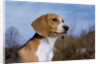 Young Beagle by Anonymous