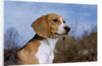 Young Beagle by Anonymous