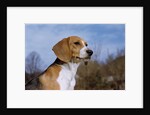 Young Beagle by Anonymous