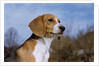 Young Beagle by Anonymous