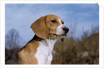 Young Beagle by Anonymous