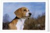 Young Beagle by Anonymous