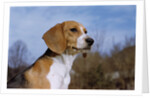 Young Beagle by Anonymous