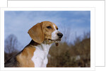 Young Beagle by Anonymous