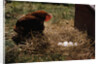 Chicken Looking at Nest of Eggs by Anonymous