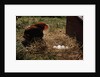 Chicken Looking at Nest of Eggs by Anonymous