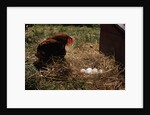 Chicken Looking at Nest of Eggs by Anonymous