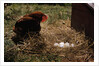 Chicken Looking at Nest of Eggs by Anonymous