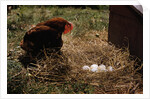 Chicken Looking at Nest of Eggs by Anonymous