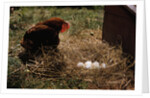 Chicken Looking at Nest of Eggs by Anonymous
