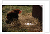 Chicken Looking at Nest of Eggs by Anonymous
