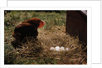 Chicken Looking at Nest of Eggs by Anonymous