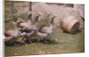 Flock of Geese on a Farm by Anonymous