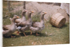 Flock of Geese on a Farm by Anonymous