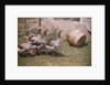 Flock of Geese on a Farm by Anonymous