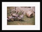 Flock of Geese on a Farm by Anonymous