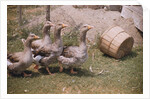 Flock of Geese on a Farm by Anonymous