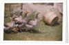 Flock of Geese on a Farm by Anonymous
