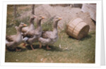 Flock of Geese on a Farm by Anonymous