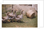 Flock of Geese on a Farm by Anonymous