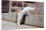 Kitten Climbing Stairs by Anonymous