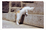 Kitten Climbing Stairs by Anonymous