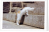 Kitten Climbing Stairs by Anonymous