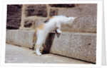 Kitten Climbing Stairs by Anonymous