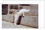 Kitten Climbing Stairs by Anonymous