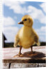 Fuzzy Duckling by Anonymous