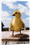 Fuzzy Duckling by Anonymous