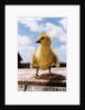 Fuzzy Duckling by Anonymous