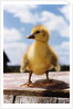 Fuzzy Duckling by Anonymous