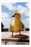Fuzzy Duckling by Anonymous