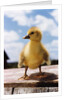 Fuzzy Duckling by Anonymous