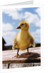 Fuzzy Duckling by Anonymous