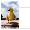 Fuzzy Duckling by Anonymous