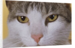 Face of a Cat by Anonymous
