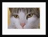 Face of a Cat by Anonymous