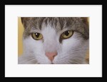 Face of a Cat by Anonymous