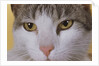 Face of a Cat by Anonymous