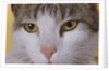 Face of a Cat by Anonymous