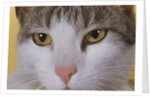 Face of a Cat by Anonymous