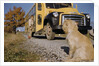 Faithful Dog Watching Boy Enter School Bus by Anonymous