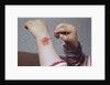 Placing Medicine on Infection by Anonymous