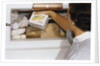 Woman Holding Box of Frozen Corn by Anonymous