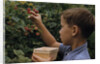 Boy Picking Raspberries by Anonymous